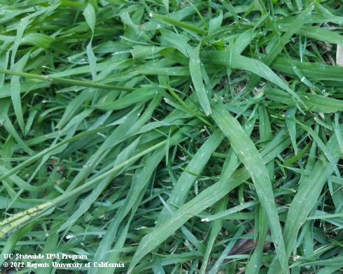 Mature dallisgrass, <i>Paspalum dilatatum</i>, showing characteristic wide leaves.