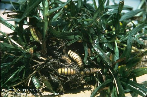 Roots of dallisgrass.