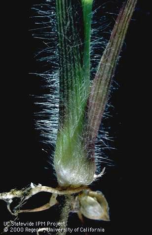 Seeds of dallisgrass.