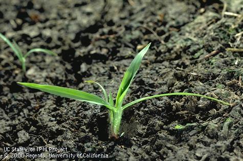 Seedling of dallisgrass.