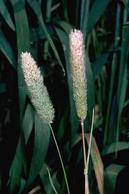 Littleseed canarygrass