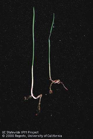 Seedling of littleseed canarygrass, Mediterranean canarygrass.