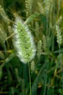 Rabbitfoot polypogon