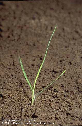 Seedling of rabbitfoot polypogon, <I>Polypogon monspeliensis,</I> at the three-leaf stage. 