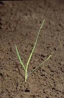 Seedling of rabbitfoot polypogon.