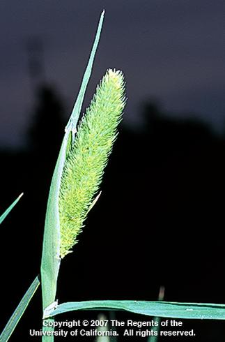 A close-up of a green, spiky grass head with slender leaves against a dark, blurred background.  Copyright information is at the bottom (Copyright 2007 The Regents of the University of California. All rights reserved.). Credit: Joseph M. DiTomaso, UC Agriculture and Natural Resources