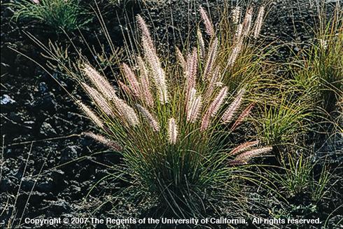 Crimson fountaingrass, <I>Pennisetum setaceum,</I> plant.  