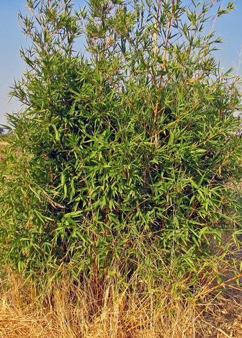 Perennial grasses like this weedy bamboo can escape gardens, becoming established in natural habitats.