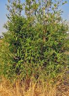 Perennial grasses like this weedy bamboo can escape gardens and become established in natural habitats.