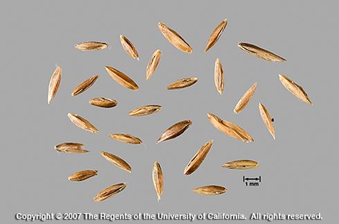 spikelets and florets Credit: Jack Kelly Clark, UC IPM