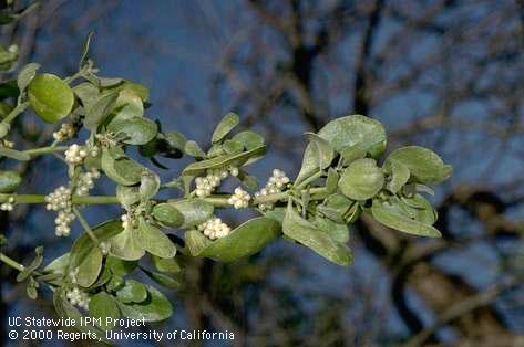 Flower of mistletoe.