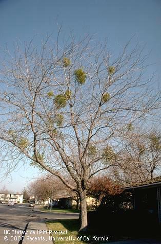 Infestation of mistletoe.