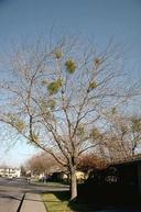 Broadleaf mistletoes are evergreen as seen in this deciduous tree.