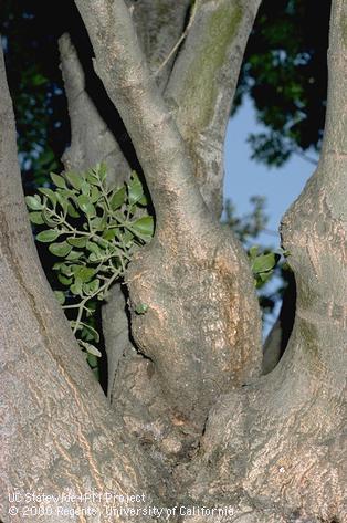 Swollen limb or gall caused by mistletoe infesting ash trunk.