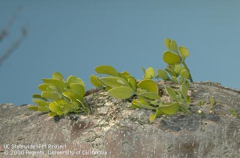 Miscellaneous control for mistletoe.