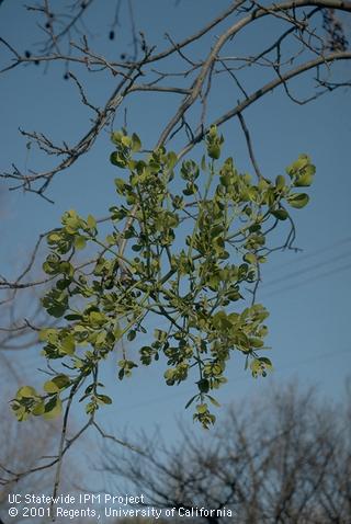 Mature plant of mistletoe.