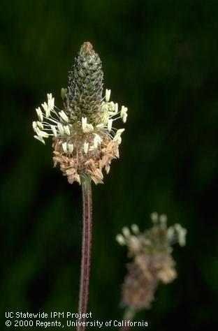 Flower of buckhorn plantain.