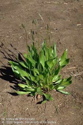 Mature plant of buckhorn plantain.