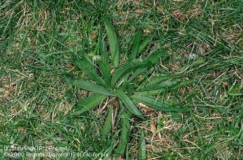 Mature buckhorn plantain.