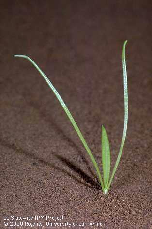 Buckhorn plantain seedling, <I>Plantago lanceolata</I><TT>.</TT>.