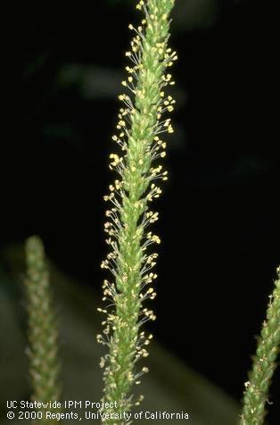 Inflorescence of broadleaf plantain.