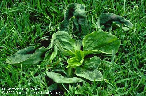 Mature broadleaf plantain.