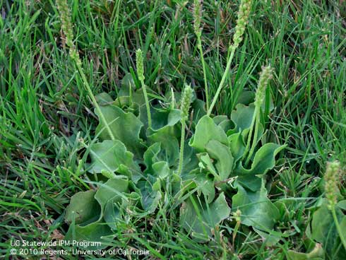 Rosettes and flowers of broadleaf plantain, <i>Plantago major</i>.