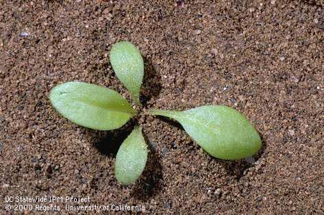 Common plantain seedling, broadleaf plantain seedling, <I>Plantago major</I><TT>.</TT>.