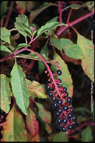 Mature berries of pokeweed, <i>Phytolacca americana,</i> are purple-black, glossy, and nearly spherical but slightly compressed.