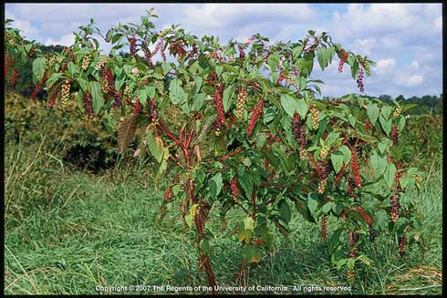 Mature pokeweed, <i>Phytolacca americana,</i> plants can grow to be up to ten feet tall. They have red or purplish stems and large, elliptical or lance-shaped leaves.