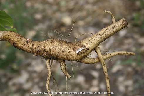 Thick, fleshy storage root of common pokeweed, <i>Phytolacca americana,</i> from which aboveground growth emerges each spring.