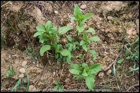 Young seedlings of common pokeweed, <i>Phytolacca americana.</i> The first true leaves are oval or egg-shaped, but subsequent leaves are lance-shaped.