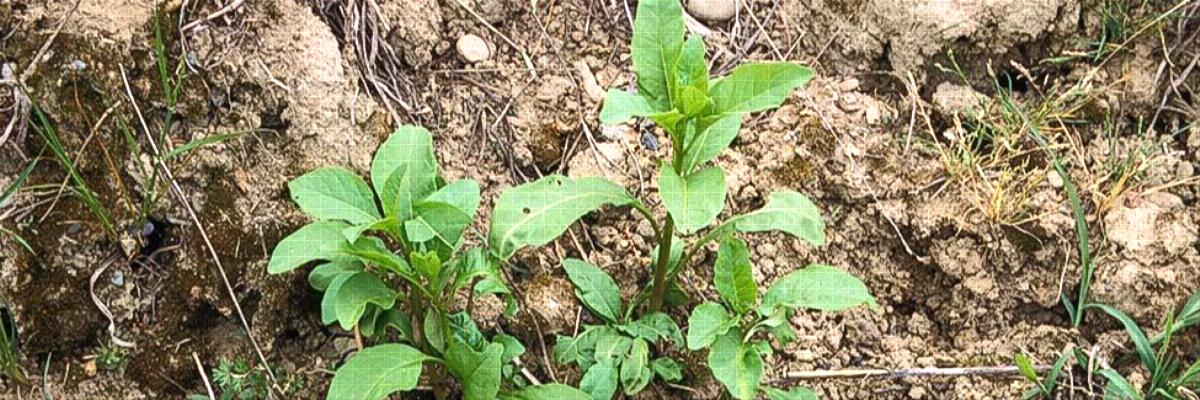 Young seedlings of common pokeweed. The first true leaves are oval or egg-shaped, but subsequent leaves are lance-shaped. Credit: Clyde L. Elmore