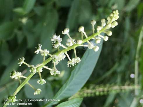 Flowers of American pokeweed, <i>Phytolacca americana</i>.