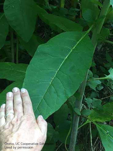 Leaf of American pokeweed, <i>Phytolacca americana</i>.