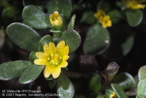 Flower of purslane.