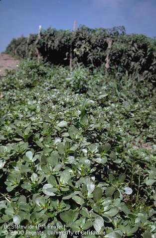 Infestation of purslane.