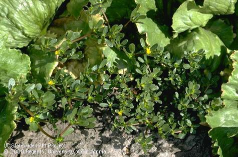 Infestation of purslane.