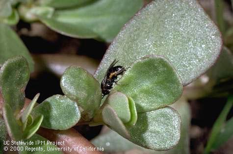 Purslane leaf, <I>Portulaca oleracea </I><TT>.</TT>.