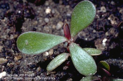 Seedling of purslane.