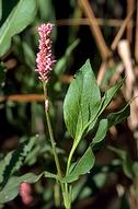 Flowering stem of swamp smartweed.