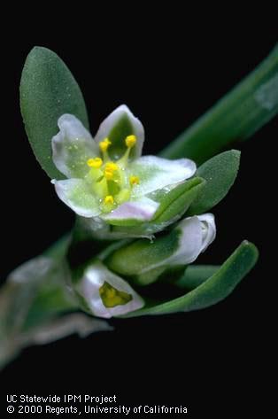 Prostrate knotweed flower, common knotweed flower, <I>Polygonum aviculare</I><TT>.</TT>.