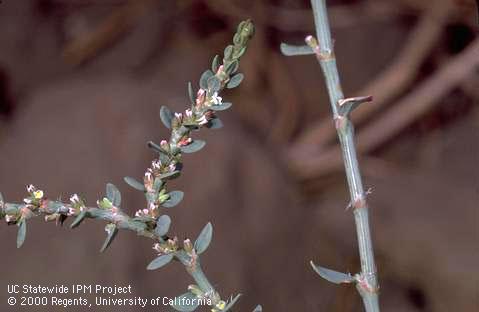 Flower of prostrate knotweed, common knotweed.