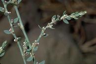 Common knotweed