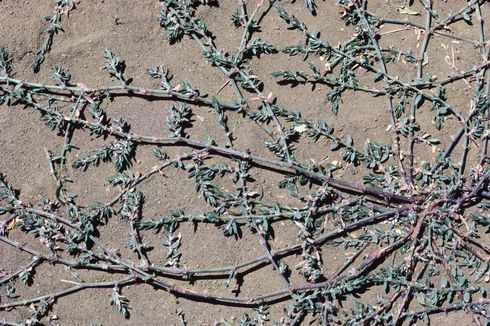 Mature plant of prostrate knotweed.