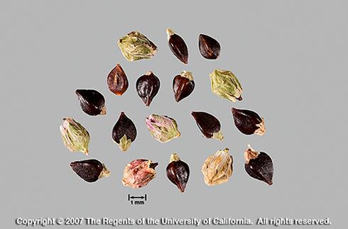 Seeds of common knotweed, <i>Polygonum arenastrum.</i>.