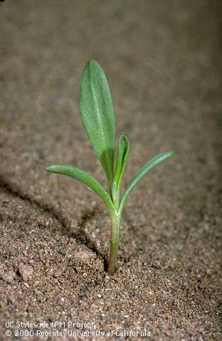 Seedling of prostrate knotweed, common knotweed.