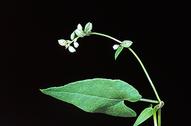 Wild buckwheat