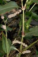 Pale smartweed