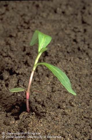 Seedling of pale smartweed (swamp poverty), <I>Polygonum lapathifolium,</I> at the two-leaf stage. 